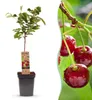 Green boutiQ - Obstbaum - Prunus avium Regina - Kirschbaum Produktbild-Vorschau 1
