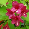 Liebliche Weigelie Bristol Ruby 2L Produktbild-Vorschau 10