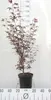 Acer palm. 'Skeeter's Broom' - Japanischer Fächerahorn 50- Produktbild-Vorschau 2