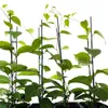 Several young plants with green leaves are supported by stakes against a white background. Anteprima dell’immagine prodotto
