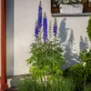 KADAX Podpora Pergola Roślin Ogrodowa Pierścieniowa Kwiat Podgląd zdjęcia produktu 9