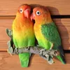 Dekofigur Wandfigur Lovebirds Vögel Produktbild-Vorschau 1