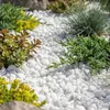 Weiße Zierkieselsteine zwischen grünen Steingartenpflanzen im Garten Produktbild-Vorschau