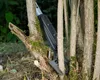 GARDENA Astschere SlimCut H75084 Produktbild-Vorschau 11
