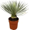 Lilia palmowa Yucca rostrata na trzonku Ø30 cm ↕70 cm – Podgląd zdjęcia produktu 1