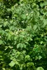 Rote Heckenkirsche 60-100 cm, im Topf - Lonicera xylosteum Produktbild-Vorschau 4