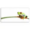 DEQORI Hybrid Leinwand Bild 60x30 cm 'Neugieriger Frosch' Produktbild-Vorschau 2