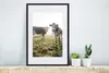 MuchoWow® Gerahmtes Poster Kühe - Licht - Gras - Tiere Produktbild-Vorschau 4