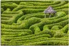 ARTland Leinwandbild Labyrinth im Glendurgan Garden, Produktbild-Vorschau 1