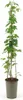 Humulus lupulus, Hopfen, 60–100 cm Produktbild-Vorschau 1