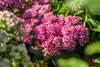 Sedum spectabile 'Carl', Fetthenne, rosa Blüten, ca. 11x11 Produktbild-Vorschau 7