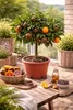 Arancio Chocolate – pomarančovník 70–100 cm – Citrus Náhľad obrázku produktu 1