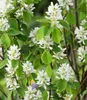 A close-up of a flowering shrub with white blossoms and green leaves. Produktbild-Vorschau