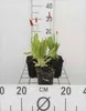 6 x Primula vialii - Pierwiosnek kulisty - doniczka 9 x 9 Podgląd zdjęcia produktu 1