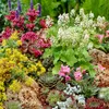 Bloomique - Lot de 6 - Sempervivum Mix - Joubarbe - Plantes Voir les images du produit 4