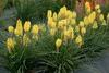 Stauden Gänge 1 x Kniphofia ‘Lemon Popsicle’ - Fackellilie Produktbild-Vorschau 3