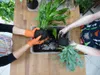 Gardners Kokedama Mix - S, 300 g Náhľad obrázku produktu 6