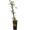 Clematis Bill MacKenzie 2L Náhled obrázku produktu 3