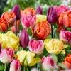Bloomique - Mélange de Tulipes 20 - 60 jours - Bulbes de Voir les images du produit 6