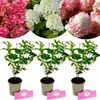 Set di 3 ortensie – Ortensie a pannocchia 'Bonfire', Anteprima dell’immagine prodotto 1