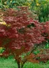 Acer palmatum 'Atropurpureum', Japanischer Ahorn, Produktbild-Vorschau 14