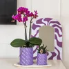 Orchidées Colibri | Orchidée Phalaenopsis violette - Voir les images du produit 10