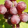 Vinná réva Einset Seedless 2L Náhled obrázku produktu 3