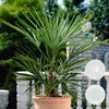 Bloomique - Lot de 2 - Washingtonia Robusta - Palmier Voir les images du produit 2