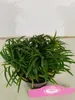 A potted plant with green leaves. Náhľad obrázku produktu