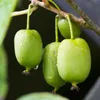 GreenboutiQ - Obstpflanze - Kiwi - Actinidia arguta Issai - Produktbild-Vorschau 4