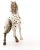 Schleich Knabstrupper Hengst, 13889 Produktbild-Vorschau 3