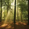 Fototapete Vlies 10331 VEXXXL Wald grün 4-tlg. 416 x 254 cm Produktbild-Vorschau 3