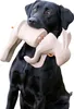 Mystique Bunny Dummy Kaninchendummy klein Produktbild-Vorschau 6