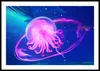 Plakat 60x40cm Neonqualle Produktbild-Vorschau 3