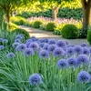 Blauer Zierlauch - Allium 'Caeruleum' - Set mit 40 Produktbild-Vorschau 6