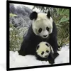MuchoWow® Gerahmtes Poster Panda - Jungtier - Schnee 40x40 Produktbild-Vorschau 1