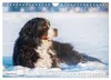 Berner Sennenhunde - Freunde für ein ganzes Leben Produktbild-Vorschau 14
