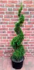Thuja Smaragd Spirale 160–170 cm – Edelthuja Formpflanze – Produktbild-Vorschau 1