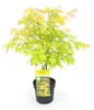 Japanse esdoorn 'Orange Dream', oranje bladkleur. Hoogte: Productafbeelding-voorbeeld 13