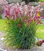 A close-up of a flowering ornamental grass in a garden setting. Produktbild-Vorschau