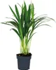 Bloomique - Dypsis Lutescens - Goldpalme - Areca - Palme - Produktbild-Vorschau 1