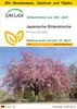 SAFLAX Anzucht Set - Japanische Blütenkirsche - Prunus Produktbild-Vorschau 1