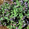 6 x Lungenkraut  - Pulmonaria angustifolia 'Azurea'  | Topf Produktbild-Vorschau 1