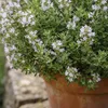Bloomique - Lot de 6 - Thymus vulgaris - Thym véritable - Voir les images du produit 2