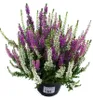 Enseleits Calluna vulgaris Trios Ameties, Besenheide, Produktbild-Vorschau 1