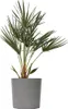 Karłatka niska - Chamaerops humilis - Wysokość 70-80cm - Podgląd zdjęcia produktu 7