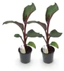Green boutiQ - Plante fruitière - Bananiers - Ensete Voir les images du produit 1