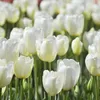 Tulpe Pastel Mix (40 Stück) | Tulpenzwiebeln von Jub Produktbild-Vorschau 4