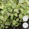 Bloomique - Zestaw 2 szt. - Hydrocotyle Variegata - Wąkrota Podgląd zdjęcia produktu 2