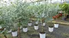 Eucalyptus Gunni Stamm Eukalyptusbaum, 70 - 90 cm, Pflanze Produktbild-Vorschau 5